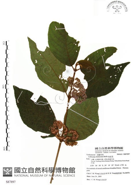 杜虹花，台灣紫珠藏品圖，第1張