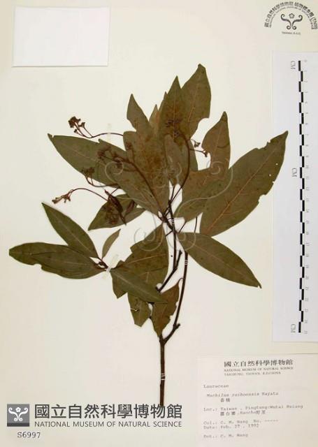 香楠藏品圖，第1張