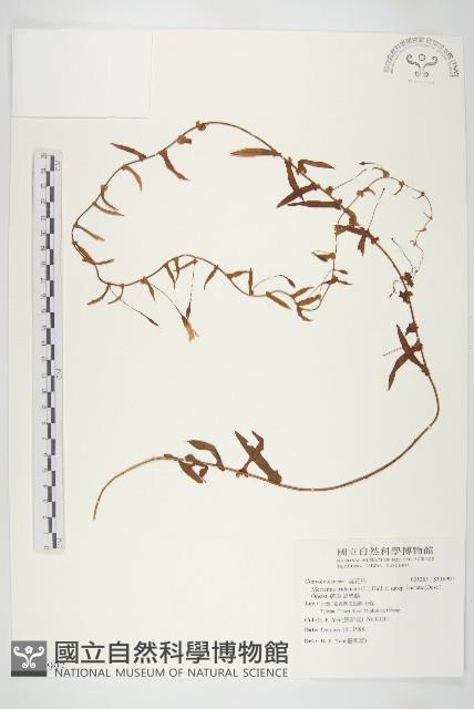 戟葉菜欒藤藏品圖，第1張