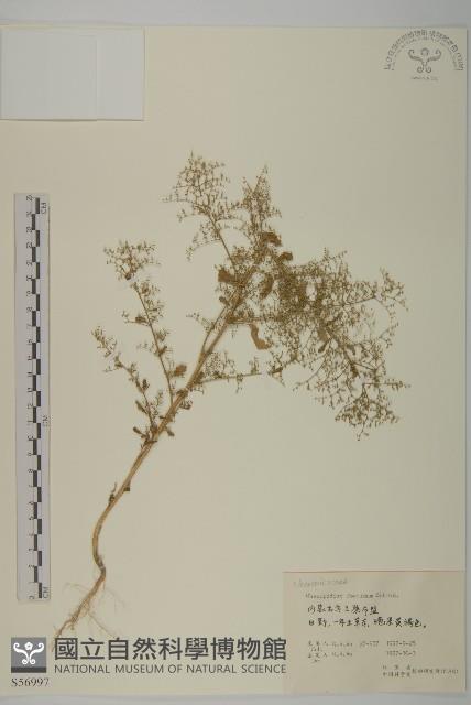 菊葉香藜藏品圖，第1張