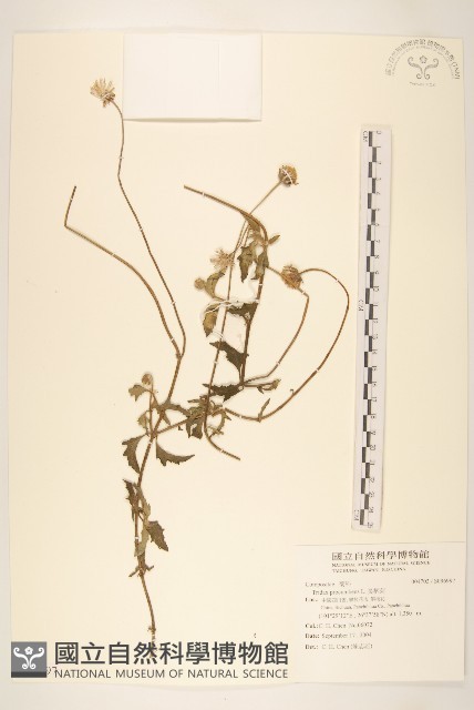 長柄菊藏品圖，第1張