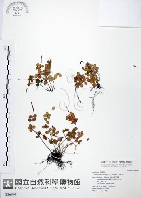 小椒草藏品圖，第1張