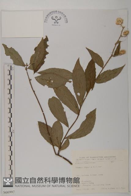 假東風菜藏品圖，第1張