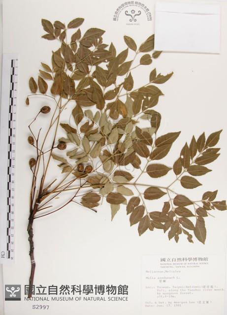 楝、苦楝藏品圖，第1張