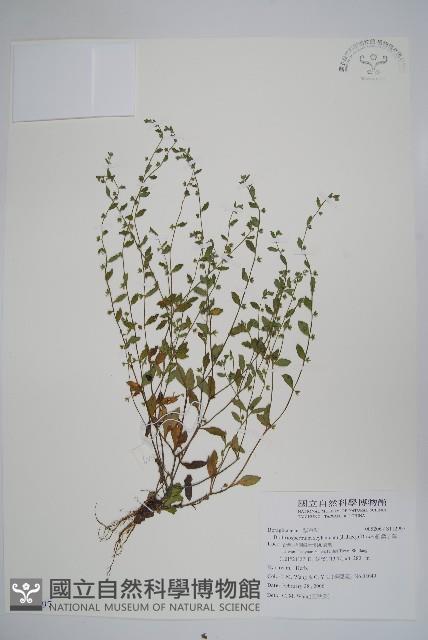 細纍子草藏品圖，第1張