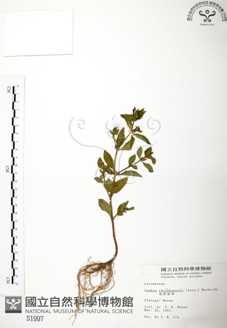克非亞草藏品圖，第1張