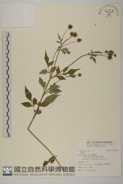 登錄號:S125997藏品圖，第1張