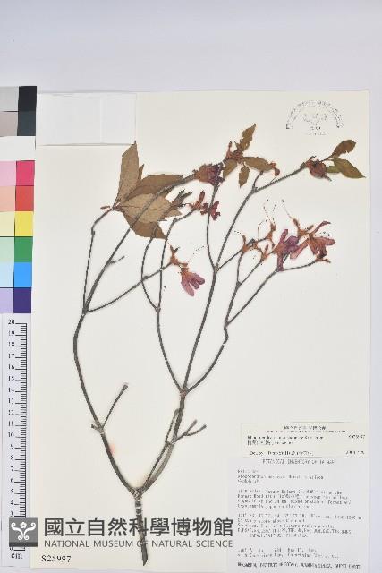 棲蘭山杜鵑藏品圖，第1張