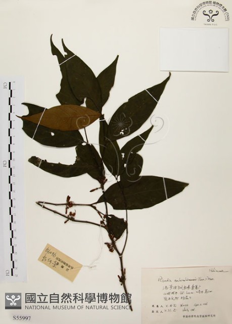 茜草樹藏品圖，第1張