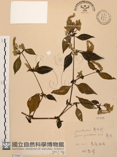 臺灣鱗球花藏品圖，第1張