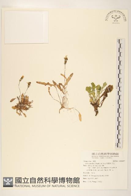 細葉剪刀股藏品圖，第1張