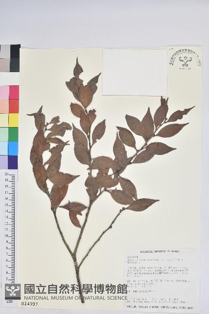 珍珠花、長尾葉越橘藏品圖，第1張