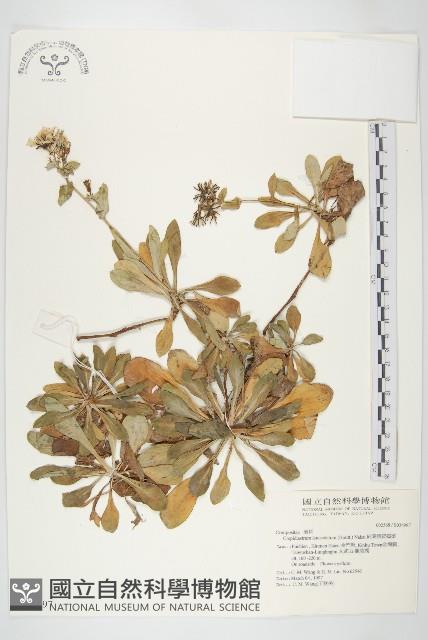 細葉假黃鵪菜藏品圖，第1張