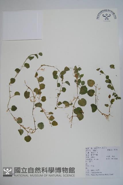 Accession Number:S103997 Collection Image, Figure 1, Total 2 Figures