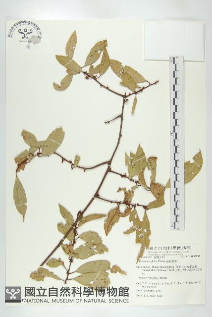 Smooth Elaeagnus Collection Image, Figure 1, Total 2 Figures