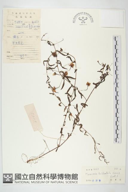 登錄號:S033997藏品圖，第1張