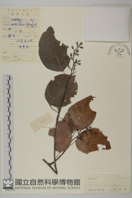 粉背南蛇藤藏品圖，第1張