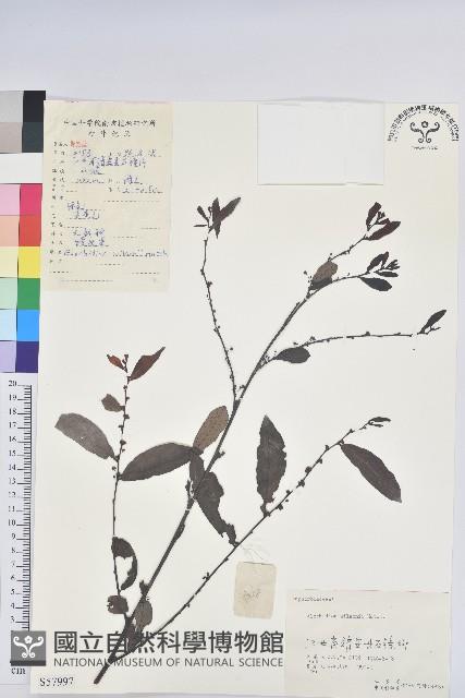 湖北算盤子藏品圖，第1張