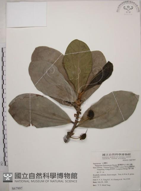 大葉山欖、臺灣膠木藏品圖，第1張