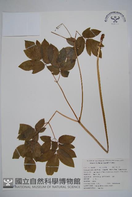 紅毛七藏品圖，第1張