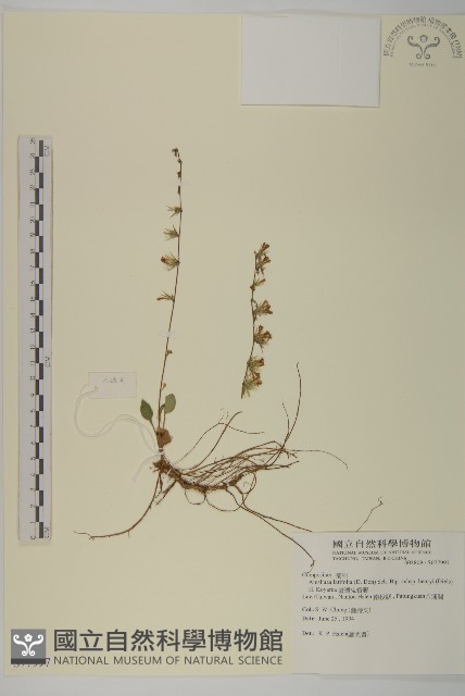 臺灣鬼督郵藏品圖，第1張