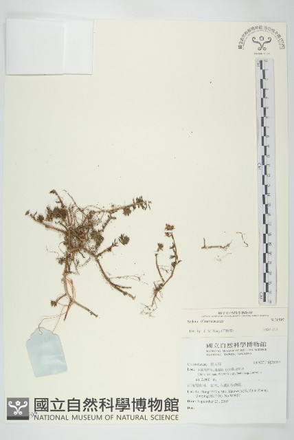 登錄號:S136597藏品圖，第1張