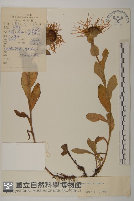 腺舌紫菀藏品圖，第1張