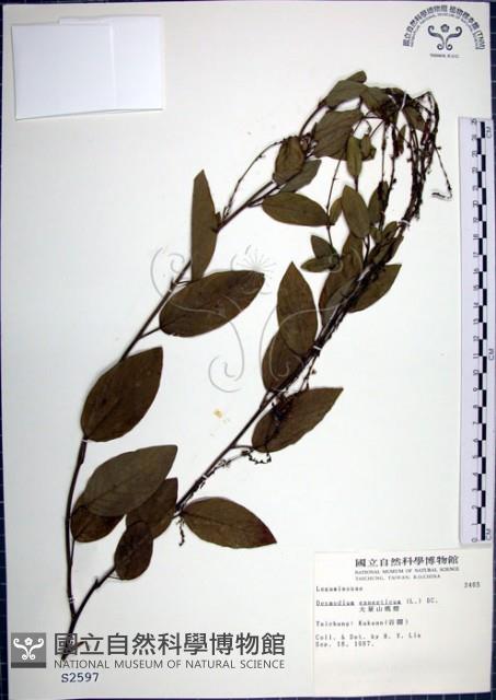 大葉山螞蝗藏品圖，第1張