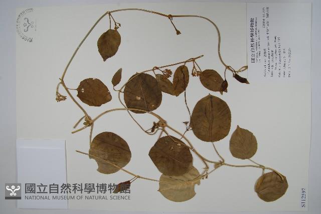 蘭嶼牛皮消、蘭嶼白薇藏品圖，第1張