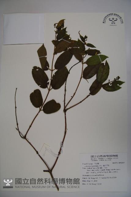 裡白忍冬、紅腺忍冬藏品圖，第1張
