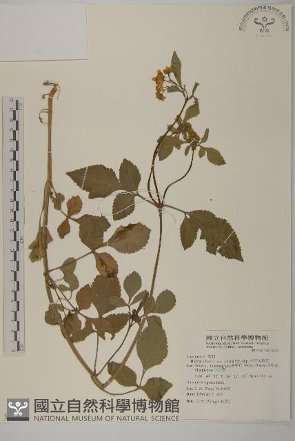 大花咸豐草藏品圖，第1張