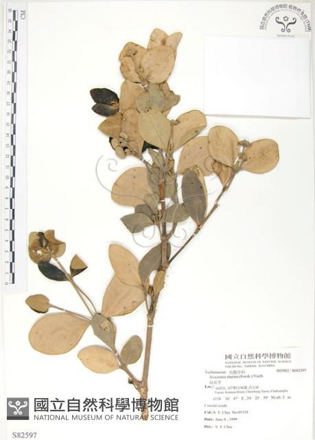 海茄苳藏品圖，第1張