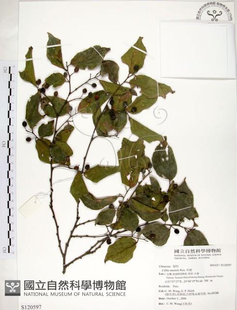 朴樹藏品圖，第1張