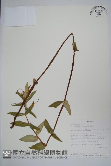 登錄號:S100597藏品圖，第1張