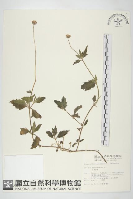 長柄菊藏品圖，第1張