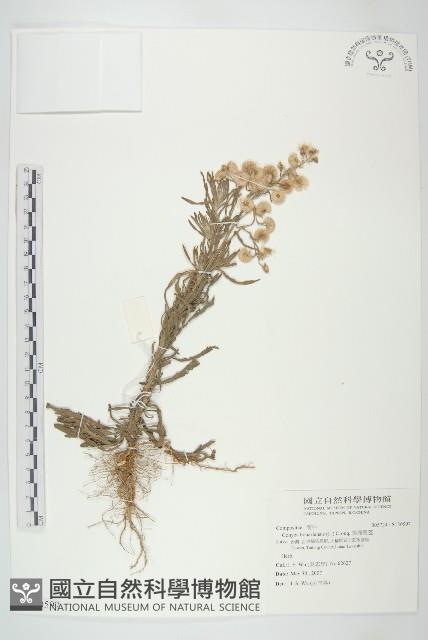 美洲假蓬藏品圖，第1張