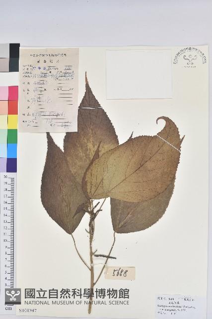 紅邊鐵莧藏品圖，第1張