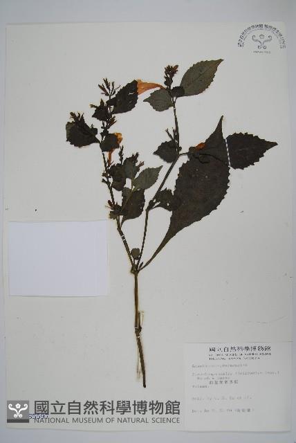 曲莖馬藍藏品圖，第1張