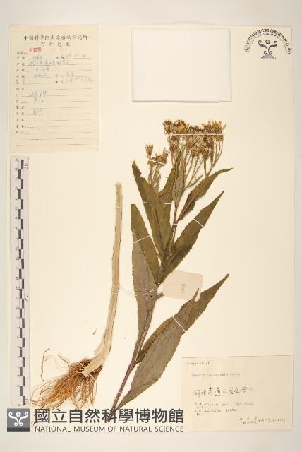 黃菀藏品圖，第1張