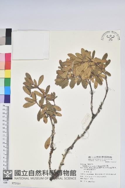 著生杜鵑藏品圖，第1張