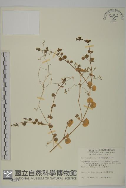 荷蓮豆草、菁芳草藏品圖，第1張