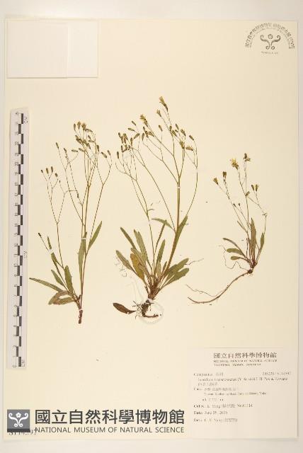 能高刀傷草藏品圖，第1張