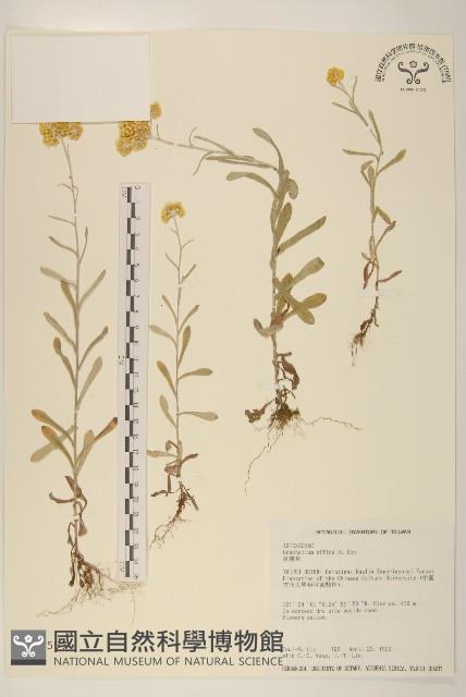 鼠麴草藏品圖，第1張