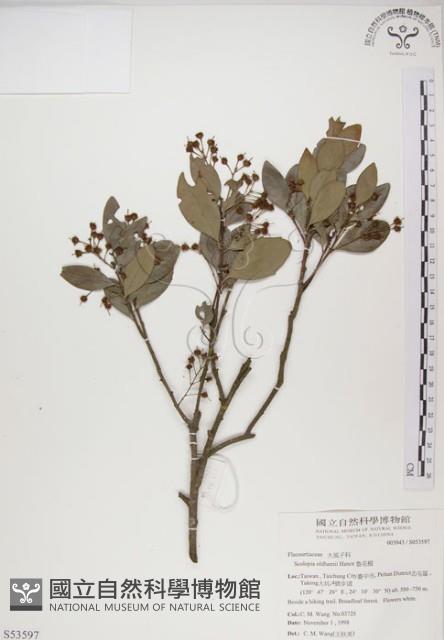 魯花樹藏品圖，第1張