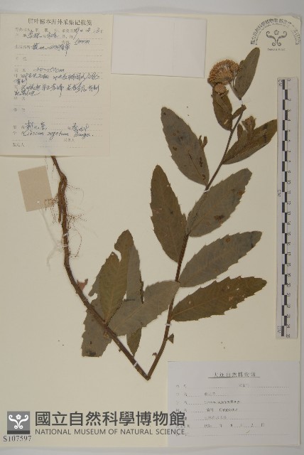 登錄號:S107597藏品圖，第1張