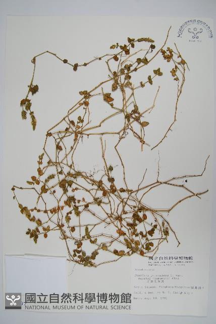 早田氏爵床藏品圖，第1張