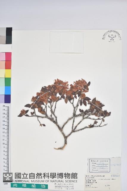 臺灣高山杜鵑藏品圖，第1張