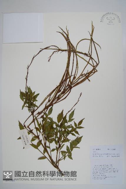 毛子草藏品圖，第1張