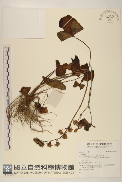 登錄號:S137597藏品圖，第1張