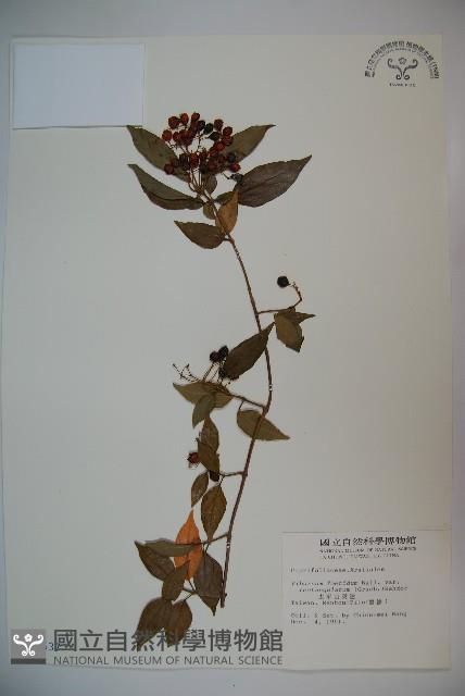 狹葉莢迷藏品圖，第1張